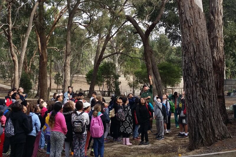 Bush Walks