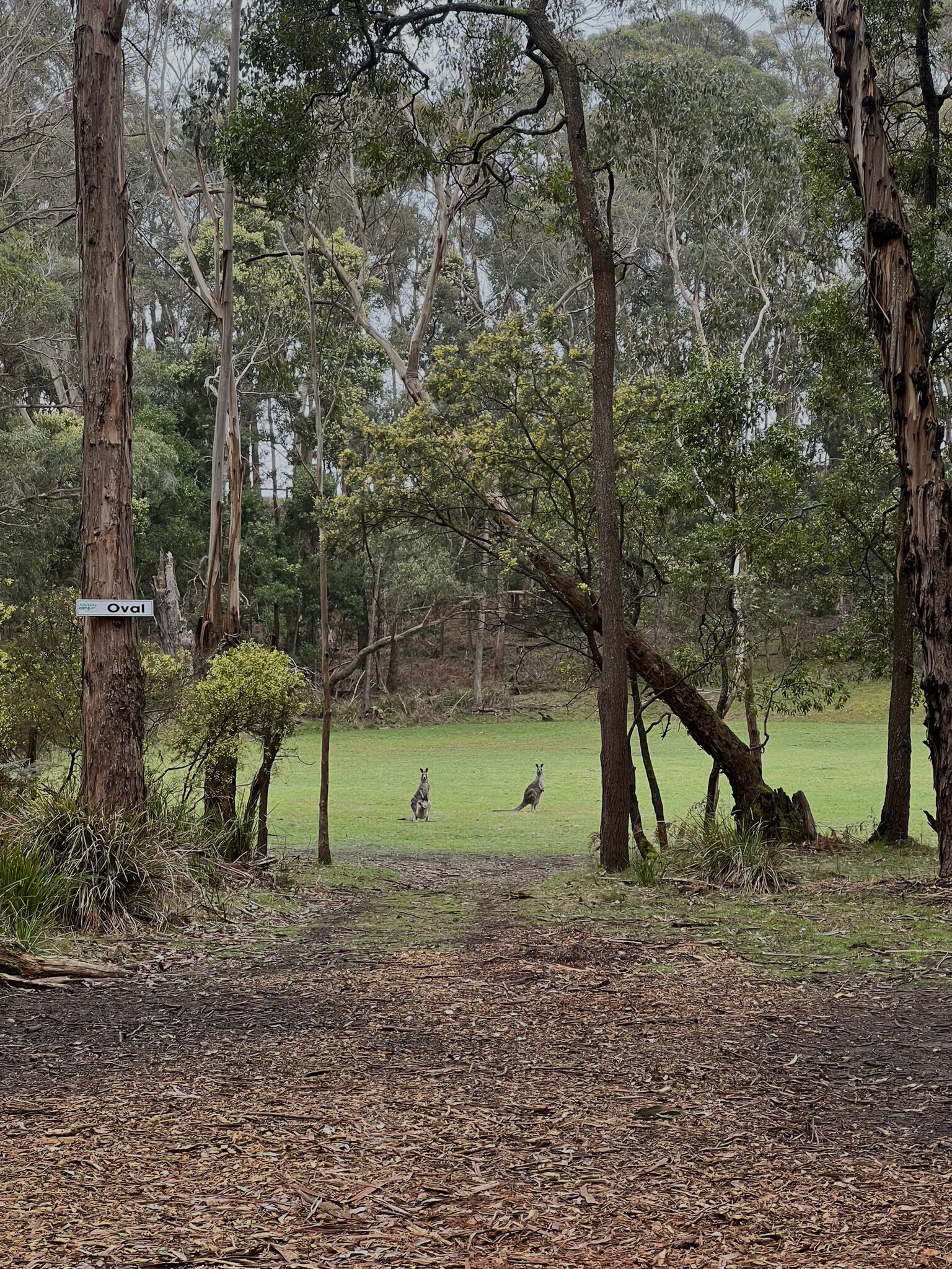Our resident kangaroos