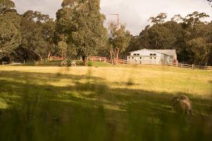 Animal paddock with Giant Swing in the background