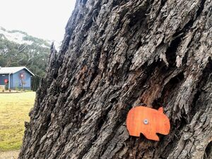 Bushwalks - Adekate Camp