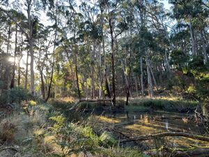 Bushwalks - Adekate Camp