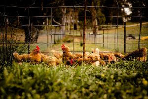 Chickens enjoying green grass