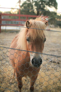 The Ponies - Log Cabin Camp