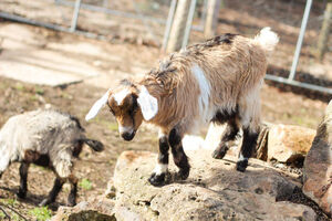 Our Friendly Goats - Log Cabin Camp