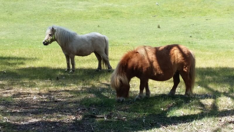 Our Furry Friends - Log Cabin Camp