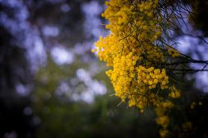 Yellow flowers on wattle tree branch