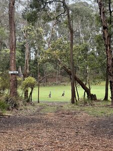 Kangaroos - Adekate Camp