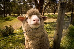Wooly Sheep - Log Cabin Camp