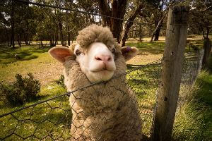 Sheep peeking head over wire fence